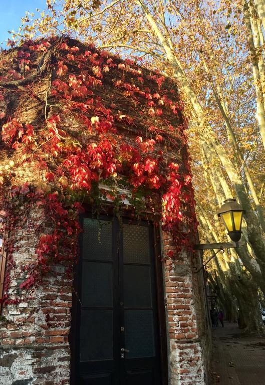 El Patio De Las Glicinas Colonia del Sacramento Zewnętrze zdjęcie